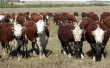 Аграрии Пермского края приобрели очередную партию скота в Алтайском крае