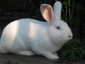 В Щербиновском районе Кубани открылась кролиководческая ферма