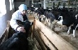 Ленобласть в 2012 году выделит 350 миллионов на субсидии сельскому хозяйству