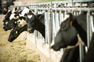 Эстонские фермеры вынуждены массово продавать коров в Польшу