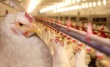 Датская программа отказа от использования антибиотиков в птицеводстве приносит свои плоды
