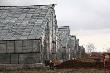 Информация об эпидемии и «голодоморе» свиней в совхозе «Северное» оказалась преувеличена