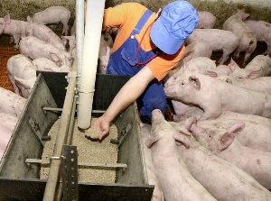 Новый свинокомплекс в Тульской области