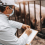 У свиней в Тверской области выявили африканскую чуму