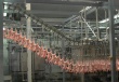 Птицефабрику мощностью 20 тыс тонн мяса в год запустили в Акмолинской области
