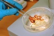 Томские ученые будут разводить дождевых червей для изготовления белковой муки