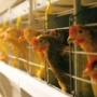Акционеры Михайловской птицефабрики планируют одобрить крупную сделку