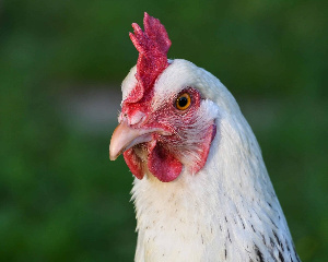 «Руском» начинает строительство племенного репродуктора в Тюменской области