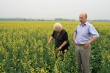 Кузбасский Рапс на экспорт
