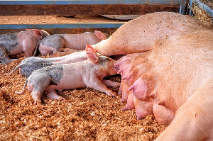 Украинский KSG Agro планирует строительство свинокомлекса в Казахстане