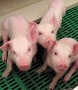 На рынках Ставрополья запрещена торговля свининой