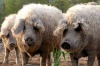 Фермер из Коми разводит редких пуховых свиней