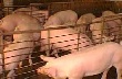 Свиноводство в Эквадоре сегодня