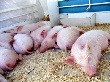 Германия запретила импорт свинины из России и Украины