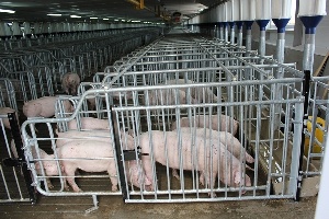 Заиграевский свинокомплекс снова наказали