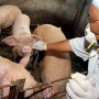 Почти 70 тысяч свиней в Хабаровском крае привили от классической чумы