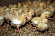 В Чечне увеличивается производство мяса птицы