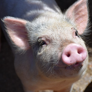 В Тыве строят свиноферму полного цикла