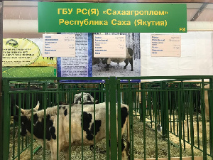 Впервые на главной аграрной выставке России представят якутских коров и лошадей