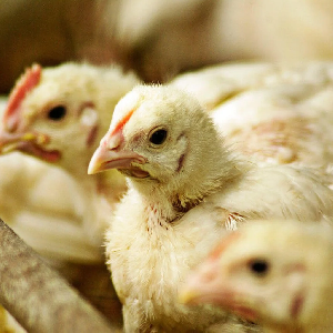 Весенняя вспышка птичьего гриппа выбраковала почти 40 миллионов кур в США
