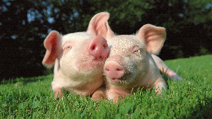 Россельхозбанк поддерживает выход российских свиноводов на китайский рынок  