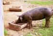 Россельхознадзор: многие свиноводческие хозяйства Воронежской области имеют низкий уровень биозащиты