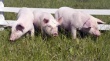 Госветфитослужба Украины заявляет, что полностью контролирует африканскую чуму свиней