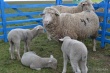 Овцеводство - дело прибыльное