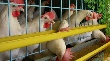 Липецкая область занимает третье место по производству мяса птицы в России