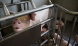 Латвия: Ферма на 200 свиней – под подозрением