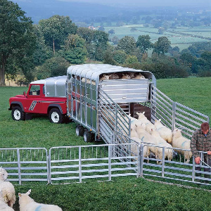 Свинокомплекс уехал из Полевского