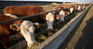 Мордовская компания делает ставку на племенной скот мясных пород