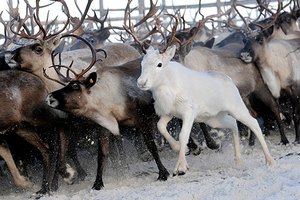 Ямал будет ежегодно поставлять 100 тонн мяса северного оленя в Германию Ямал будет ежегодно поставлять 100 тонн мяса северного оленя в Германию