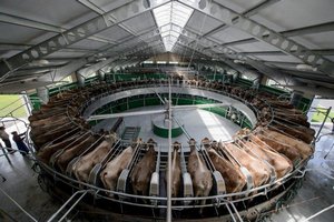 Вьетнамская TH Group получила 460 га земли в Подмосковье для расширения молочной фермы