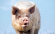 Украина: Поступление свиней на переработку возросло на четверть