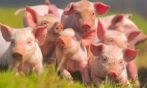 Беларусь ввела запрет на ввоз свиней из Брянской области