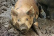 В Белгородской области суды сочли законными действия властей по выкупу свиней с частных подворий