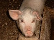 Африканская чума свиней подбирается все ближе к Смоленской области