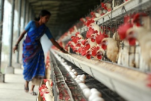 Индия наращивает экспорт птицы