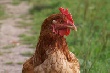 В Сочи объем валовой сельхозпродукции в 2012 году составил 1,6 млрд рублей