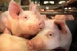 Чума свиней разоряет Ростовскую область