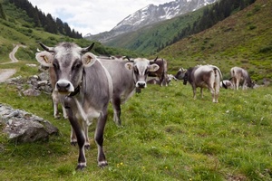Алтайские ветеринары отрицают массовую гибель сельхозживотных в паводок, несмотря на имеющиеся факты