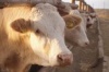 В Алтайском крае проходит выставка мясного скота