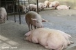 Россельхознадзор проверяет «Великолукский свиноводческий комплекс»