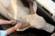 В Аргентине от ящура вакцинировали 42 млн голов крупного рогатого скота