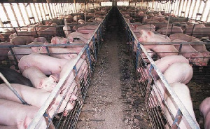 В Татарстане цены на свинину достигли пика минимума