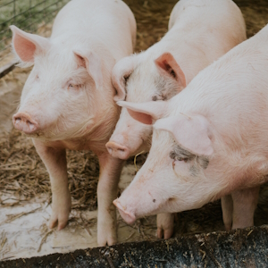«Русагро» закрыло три свинокомплекса в Белгородской области