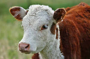 Племенное мясное скотоводство на Ставрополье развивается в условиях регионализации