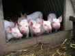 FAO прогнозирует увеличение объемов производства свинины в Украине