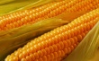 На Украине начали легализировать ГМО